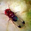 Drosophila: catture sotto la media