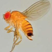 Drosophila, immagine tratta dalla rivista Terra Trentina, n. 4_2012