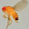 Drosophila in gabbia attira parassitoidi. (immagine tratta dalla rivista Terra Trentina n. 4_2012)