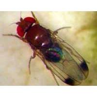 Drosophila OGM uccide le figlie. (immagine tratta dalla rivista Terra Trentina n. 6_2011)