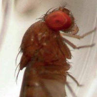 Drosophila vettrice di acidi acetici?