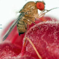 Drosophila: vietato importare parassitoidi