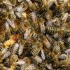 Due nuovi parassiti delle api
