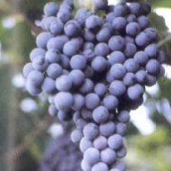 Elimarò vino figlio di Rebo. (Uva Rebo, immagine tratta dalla pubblicazione PAT-La tutela della vitivinicoltura in Trentino)