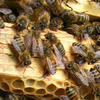 Famiglie di api allevate per la vendita