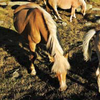 Fecondazione strumentale per le cavalle. (immagine tratta dalla rivista PAT Terra Trentina maggio_giugno 2013)