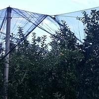 Frutteti coperti da reti antigrandine. (reti antigrandine, foto n.e. PAT)