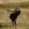 Cervo, immagine tratta dalla Relazione web 2012 - Servizio Foreste e Fauna - PAT