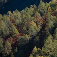 Fustaie di latifoglie destinate a legna. (immagine tratta dalla pubblicazione PAT Rapporto foreste e fauna 2009)