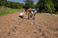 Giovani agricoltori: prorogato il termine per la rendicontazione delle iniziative (foto di Marco Simonini)