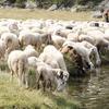 Gregge di pecore, immagine tratta dalla pubblicazione Terratrentina n. 5_2013