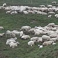 In Alto Adige sarà introdotto un nuovo percorso professionale per diventare pastore e pastori