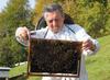 In aumento le infezioni da virus negli apiari