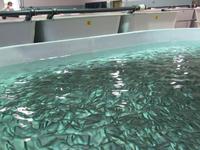 In Trentino un progetto innovativo di economia circolare per zootecnia e acquacoltura - Impianto ittico FEM trota iridea