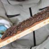 Controllo su api, immagine tratta dalla rivista Terra Trentina n. 3_2013