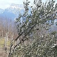 Interventi fitosanitari sugli olivi. (foto © n.e. PAT)