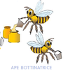 Ape bottinatrice, illustrazione tratta dalla pubblicazione PAT "A scuola dalle api"