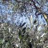 La lunga vita della mosca delle olive