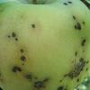 La mela biotecnologica di Sansavini. (ticchiolatura del melo, immagine tratta dalla rivista PAT Terra Trentina n. 1_2015)