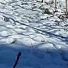 La neve ha salvato i prati della Rendena. (© foto n.e. PAT)