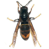 Esemplare di vespa velutina nigritorax, immagine tratta dalla rivista Terra Trenina n. 5_2014