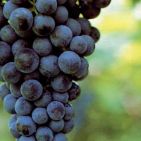 Grappolo d'uva Marzemino, immagine tratta dalla rivista Terra Trentina n. 1_2015