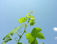 La vite del 2099, impatti del cambiamento climatico sulla viticoltura trentina. (comunicato stampa FEM del 14 marzo 2019)