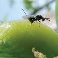 Lotta biologica alla vespa galligena. (immagine tratta dalla rivista PAT Terra Trentina n. 1_2015)