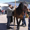 Misurazione di cavallo norico,  immagine tratta dalla rivista Terra Trentina maggio_giugno 2013