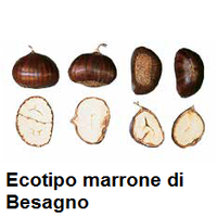 Marciumi delle castagne: l’indagine continua. (immagine tratta dalla pubblicazione PAT - Il castagno e il noce nella provincia di Trento