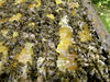 Miele, aiuti agli apicoltori per la mancata produzione nella primavera 2021 - Alveare di api (Archivio Ufficio stampa PAT)