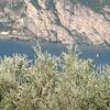 Olivicoltura sul Garda, immagine tratta da Terratrentina n, 5_2014