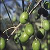 Mini olive tra gli stuzzichini