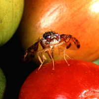 Mosca della frutta o Ceratitis, femmina in ovodeposizione, foto di pubblico dominio da wikipedia