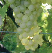 Nosiola Trentino DOC: terreni da valorizzare. (immagine tratta dalla pubblicazione PAT - La tutela della vitivinicoltura in Trentino)