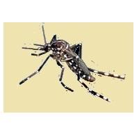 Esemplare di zanzara tigre, immagine tratta dalla pubblicazione Terratrentina febbraio 2014