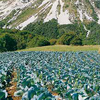 Campi coltivati della Val di Gresta, immagine tratta dalla rivista Terra Trentina n. 3_2016