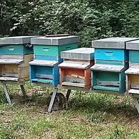 Nutrire le api prima dell’inverno (foto n.e. - PAT)