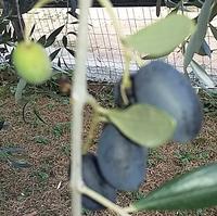 Occhi puntati sulla mosca delle olive. (foto n.e. - PAT)