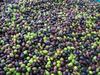 Olive, 300mila euro di indennizzi agli agricoltori per le perdite della produzione 2021