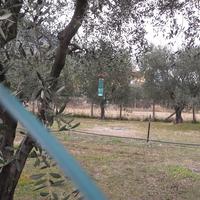 Olive rimaste in pianta, favoriscono la mosca. (foto n.e. - PAT)