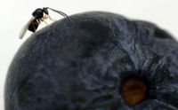 Parte il 2° anno del programma nazionale di lotta biologica contro la Drosophila suzukii