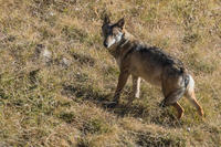 Partito il monitoraggio nazionale del lupo anche in provincia di Trento