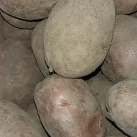 Patate da seme: acquistate in Olanda. (patate Desirè, © foto n.e.)