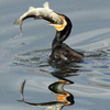 Penultimo censimento dei cormorani. (immagine tratta dalla pubblicazione PAT - Conservazione della trota trentina)