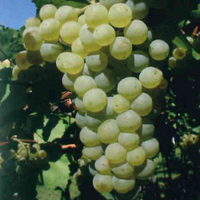 Grappolo di uva Chadonnay, immagine tratta dalla pubblicazione PAT, La tutela della vitivinicoltura in Trentino