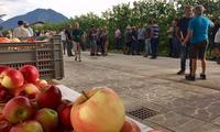 Porte aperte in Val di Non per oltre cento agricoltori. (immagini allegate al comunicato stampa FEM del 23 agosto 2018)