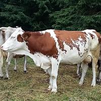 Preferite le bovine in lattazione. (foto n.e. - PAT)