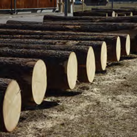 Prezzi soddisfacenti per il legname venduto on-line. (immagine tratta dal Rapporto foreste e fauna PAT 2012)