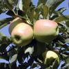 Produzione di mele stimata a vista